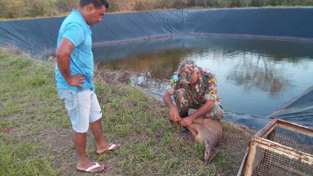 Em 1 ano, PMA captura 1,7 mil animais silvestres em &aacute;rea urbana do estado 