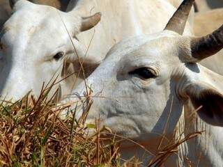 Novo sistema vai agilizar atendimento de emergências veterinárias Novo sistema vai agilizar atendimento de emergências veterinárias