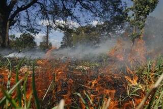 Tempo seco faz número de incêndios a vegetação crescerem (Foto: Marcelo Victor)