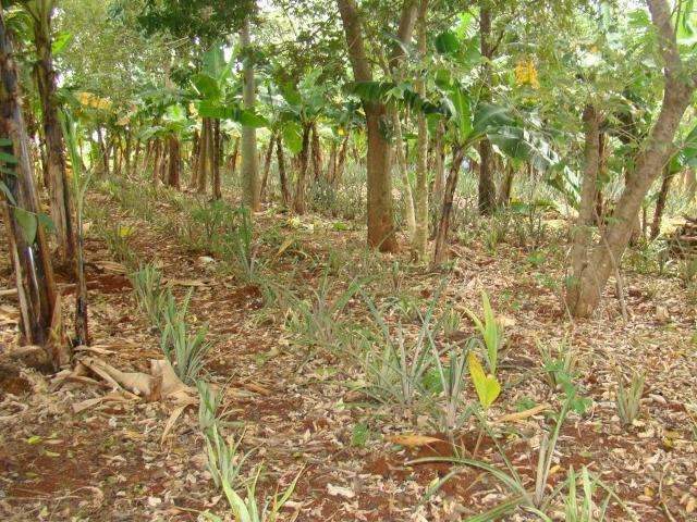 Feira ecol&oacute;gica discute produ&ccedil;&atilde;o agr&iacute;cola aliada &agrave; recupera&ccedil;&atilde;o ambiental