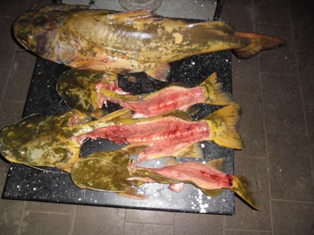 Homem &eacute; preso ao pendurar peixes em varal de rancho