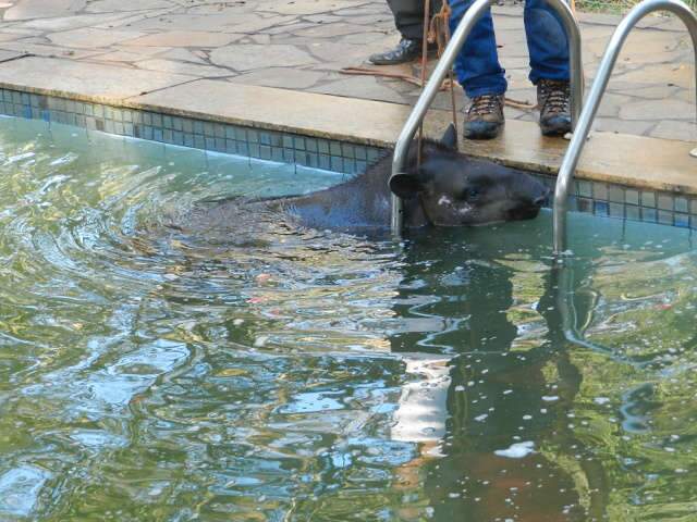 Anta de 200kg &eacute; resgatada de piscina em ch&aacute;cara; veja o v&iacute;deo