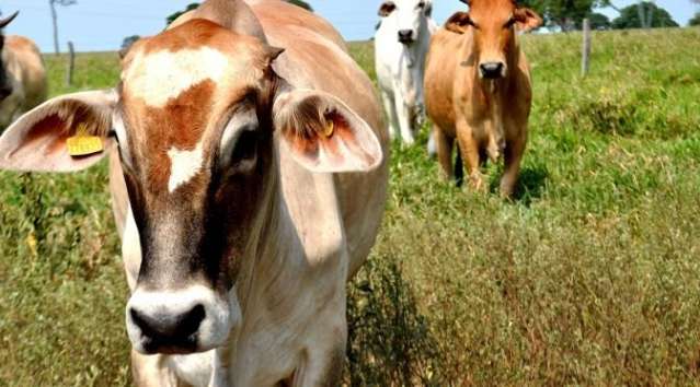 Prazo para vacina&ccedil;&atilde;o contra aftosa no Pantanal termina nesta segunda-feira