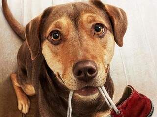Filme conta relação de cachorro com estudante de medicina veterinária. (Foto: Divulgação)