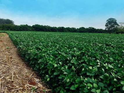 Agricultor de MS produz 127 sacas de soja por hectare; 77 a mais que a média