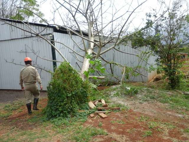 Vento forte e chuva derrubam &aacute;rvore que danifica telhado de igreja