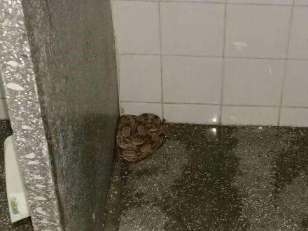 Funcionário encontra cobra de um metro em banheiro da prefeitura