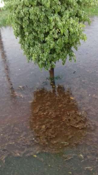 Já no Santo Antônio, a água encobriu quase todo o caule da árvore