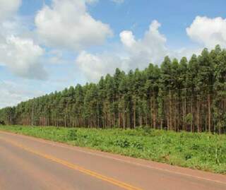 Floresta plantada pode dobrar em sete anos em Mato Grosso do Sul, puxada pelo conglomerado de celulose e papel de Três Lagoas.
