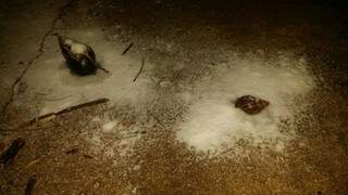 Os caramujos morrem quando jogado sal sobre eles.(Foto:Direto das Ruas)