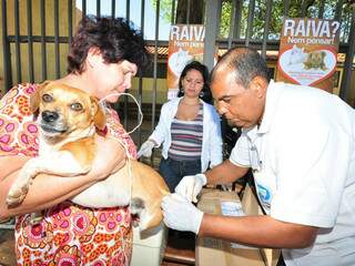 A meta é vacinar 80% dos cerca de 30 mil de cães e gatos existentes em Dourados. (Foto: divulgação)