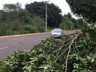 Parte de árvore caiu na avenida Interlagos (Foto: Direto das Ruas)