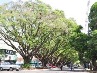 Árvores na avenida Mato Grosso foram tombadas em 2011. (Foto: Arquivo)