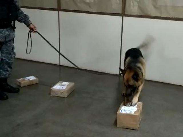 C&atilde;o farejador encontra maconha em encomenda na ag&ecirc;ncia dos Correios 
