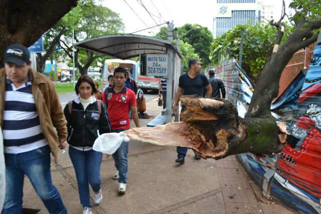  Galho gigante despenca sobre tapume met&aacute;lico na pra&ccedil;a Ary Coelho 