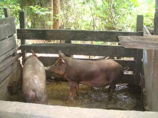 Foram apreendidos 11 porcos que estavam em áreas inadequadas. (Foto: Divulgação)