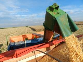 Colheita avança e queda no preço do milho chega a 24%. (Foto: Famasul)