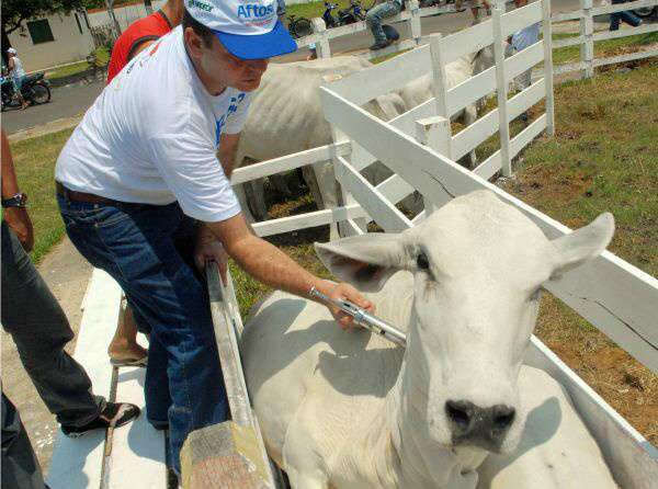  Iagro inicia vacina&ccedil;&atilde;o contra aftosa em regi&otilde;es de risco no Estado