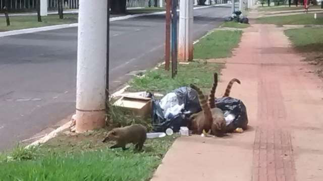 Leitor flagra bando de quatis revirando lixo no Parque dos Poderes