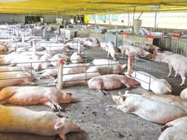 Rebanho bovino de MS encolhe 1,5%, mas ainda &eacute; quarto maior do pa&iacute;s