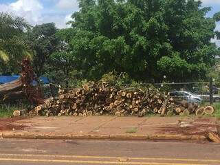 Troncos das árvores que foram retiradas do entorno da unidade de saúde (Foto: Direto das Ruas) 
