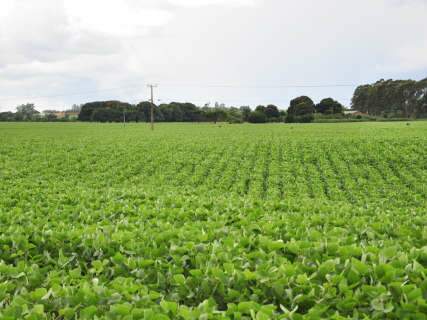  Produtor calcula perda de  20%  da soja por falta de chuva no Sul do Estado