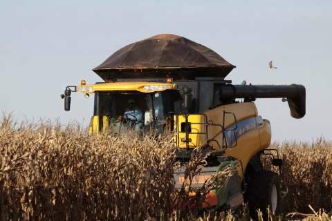 IBGE estima 7,2 milhões de toneladas de milho e novo recorde em MS