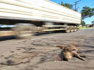 Capivaras são vítimas do excesso de velocidade na Avenida Hiroshima (Foto: André Bittar)