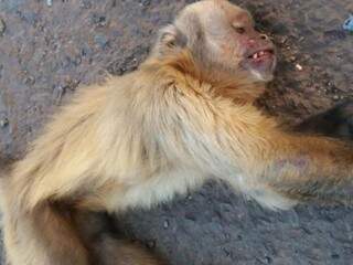 Momento em que o macaco foi levado para o acostamento ainda vivo (Foto: Direto das ruas)
