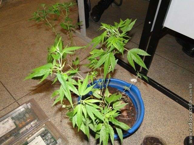 Tr&ecirc;s s&atilde;o presos com vasos de maconha cultivada em casa