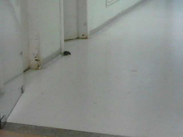 Rato aparece em setor do HU durante a madrugada