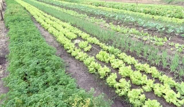 Produtor rural colhe 40 mil p&eacute;s de alface e tem renda de R$ 12 mil por m&ecirc;s