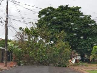 Ventos derrubaram árvore na Avenida Marechal Floriano (Foto: Direto das Ruas)