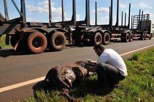 Falta de sinaliza&ccedil;&atilde;o mata quatro antas por m&ecirc;s em rodovias do Estado