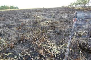 Chamas destruíram dois hectares de vegetação. (Foto: Simão Nogueira)