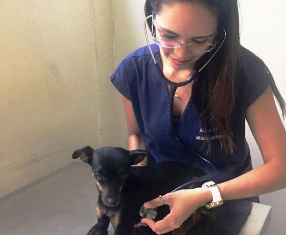 Campanha gratuita oferece exames  e orienta&ccedil;&otilde;es sobre o c&acirc;ncer  em c&atilde;es 