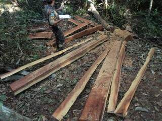 O autuado derrubou 13 árvores da espécie angico. (Foto: divulgação)