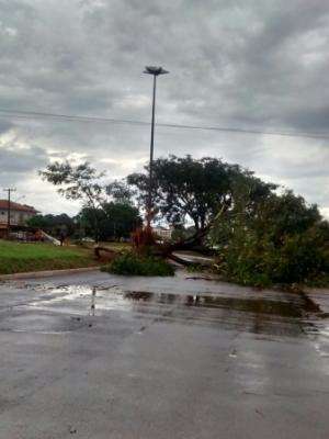 Bombeiros atendem quedas de oito &aacute;rvores em bairros da Capital
