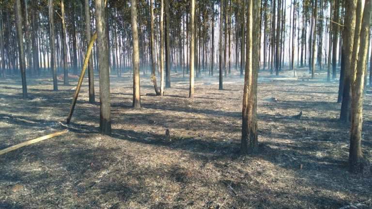 No incêndio do dia 3, plantação de eucalipto também foi atingida (Foto: Divulgação / Corpo de Bombeiros)