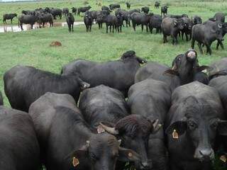  Região onde ocorreu o acidente concentra a maior parte da criação de búfalos. (Foto: divulgação) 