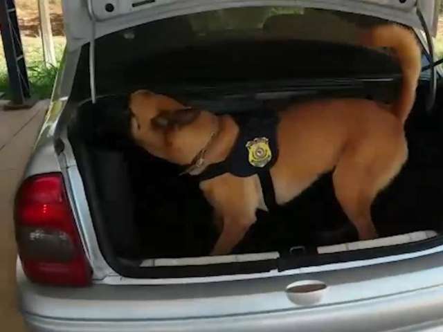 C&atilde;es farejadores encontram 22 quilos de supermaconha em ve&iacute;culo