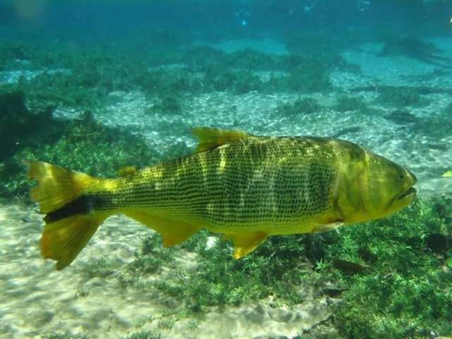 Deputados aprovam em 1&ordf; vota&ccedil;&atilde;o projeto que pro&iacute;be pesca do dourado