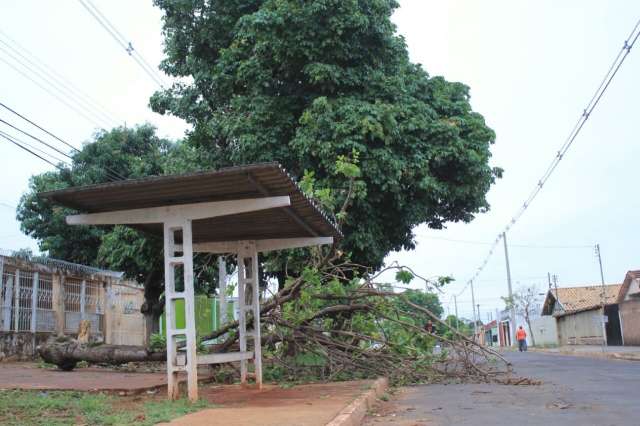 &Aacute;rvore ca&iacute;da em frente ao Parque Ayrton Sena atrapalha motoristas no Guanandi