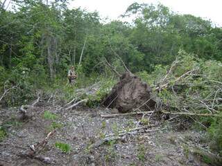 Na fazenda os policiais localizaram a destruição de uma área de quase meio hectares de nascentes. (Foto: Divulgação) 