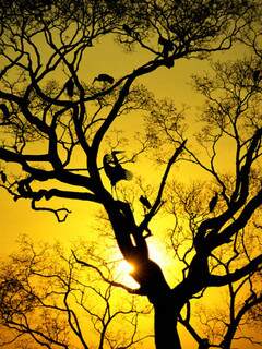 Com preocupação especial com Pantanal, fotógrafo lança livro &quot;Brasil Natureza&quot;