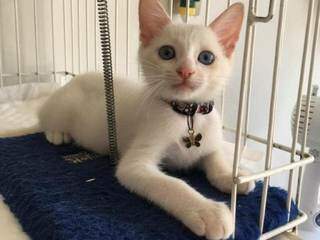 Tapioca tem apenas quatro meses e foi adotado por médica veterinária. (Foto: Direto das Ruas)