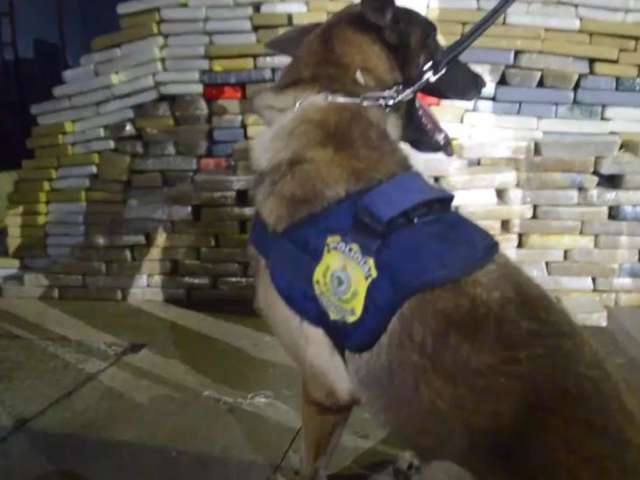 C&atilde;es ajudam PRF a achar coca&iacute;na em tanque de combust&iacute;vel de caminh&atilde;o