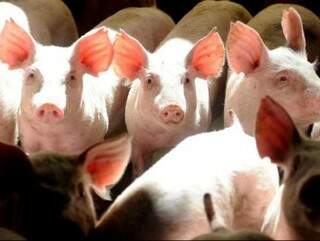 Exportação de carne de MS suína caiu neste ano (Foto: Divulgação)