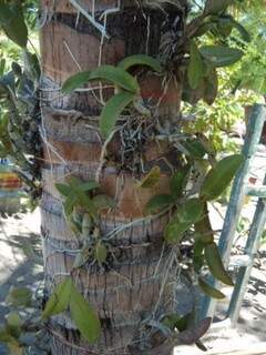 Algumas orquídeas estavam em troncos de árvores. (Foto: Divulgação/ PMA)