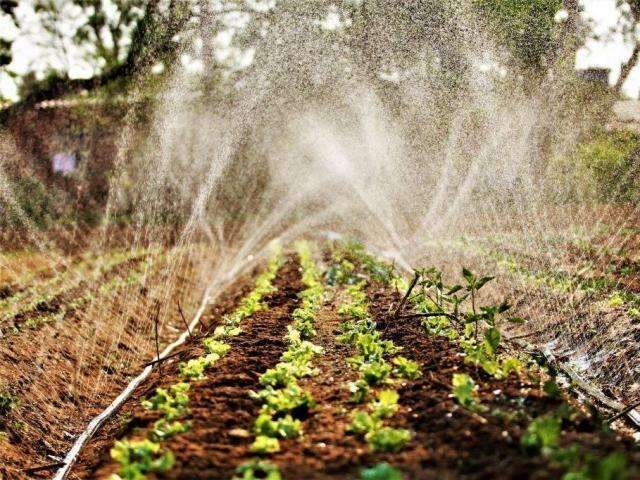 Programa prev&ecirc; implanta&ccedil;&atilde;o de 200 hortas urbanas em Campo Grande 